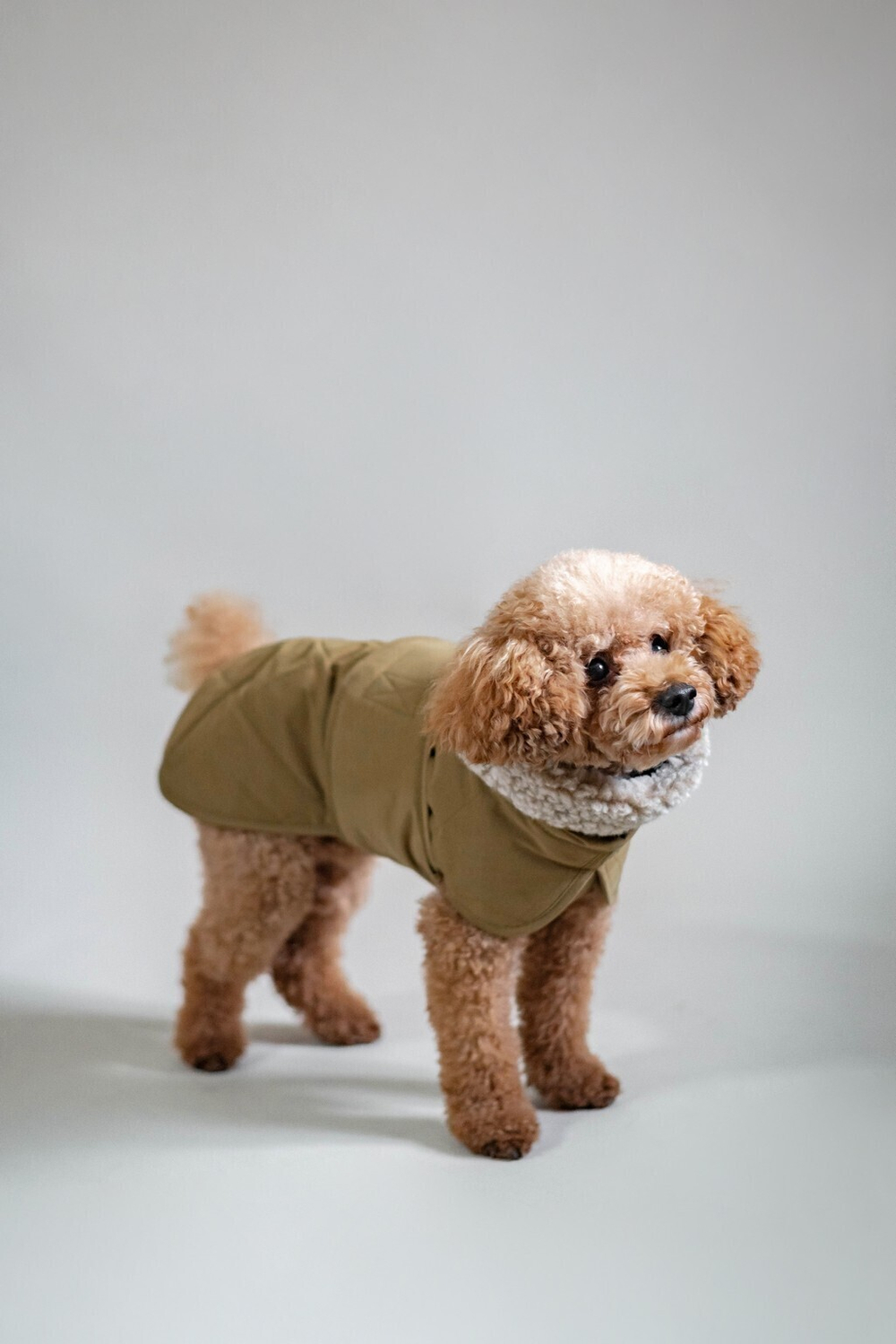 Попона "Пони-эскимони" мох