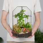 Готовый флорариум бонсай Кармона Бонсариум