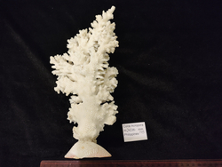 Белый коралл" Акропора" "245-265мм" на Фимбрии