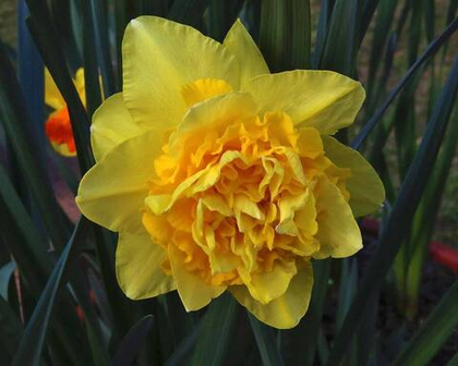 Нарцисс Дик Вилден махровый