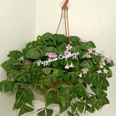 Кислица треугольная (кашпо)