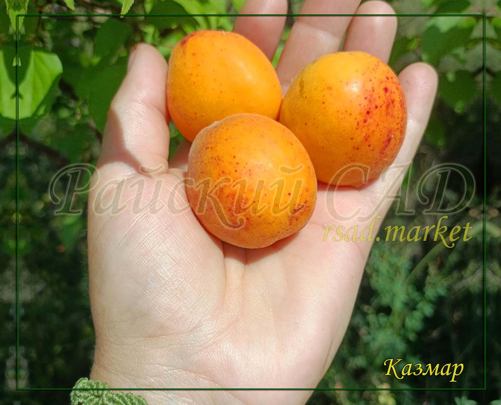 Абрикос КазМар