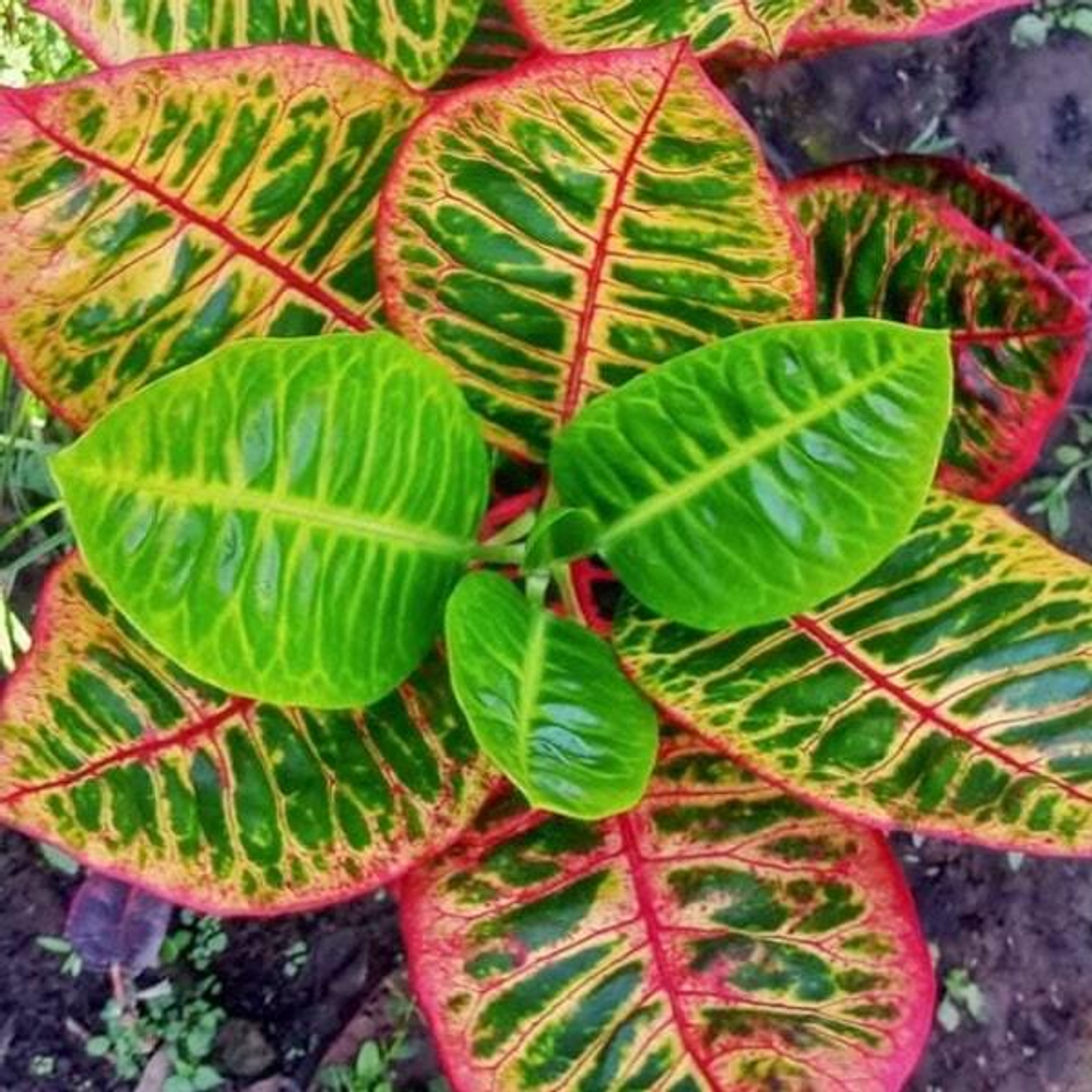 Кротон BLACK MOONLIGHT