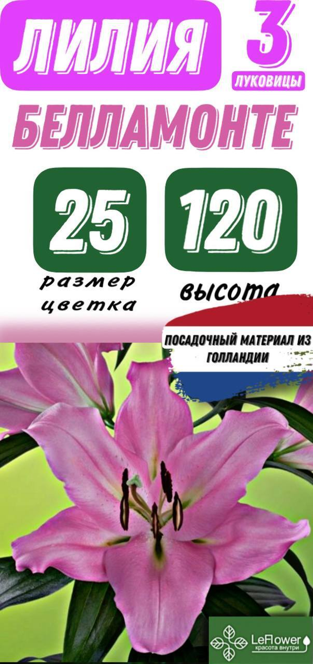 Лилия Луковица, Беламонте, 3 шт