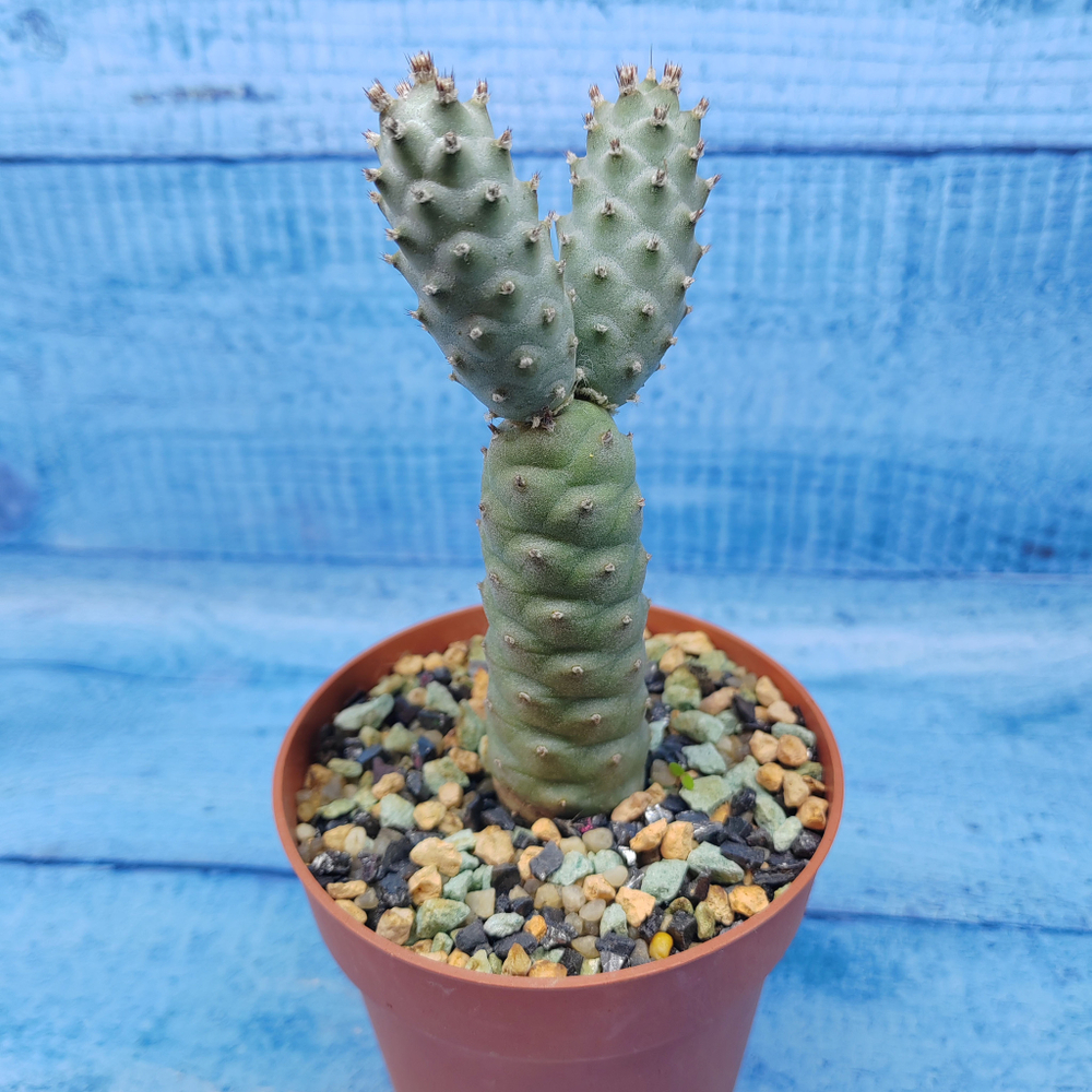 Tephrocactus Articulatus Diadematus (Тефрокактус)