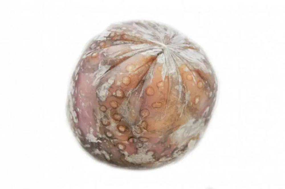 Крупный осьминог 1-2 Индонезия