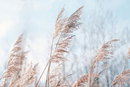 "Метелки на ветру", фотокартина (репродукция)