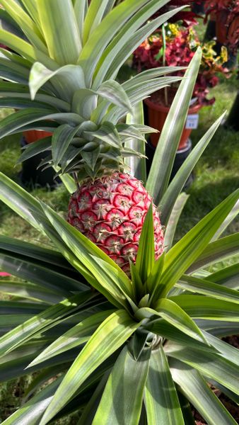 Бромелиевые на выставке в Бангкоке. Часть 1 – Ананасы