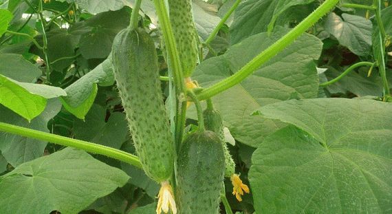 МЕРЕНГА F1 семена огурца партенокарпического (Seminis) отзывы