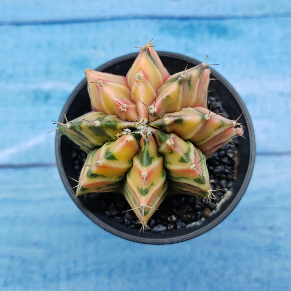 Gymnocalycium Variegata (Гимнокалициум Вариегатный)