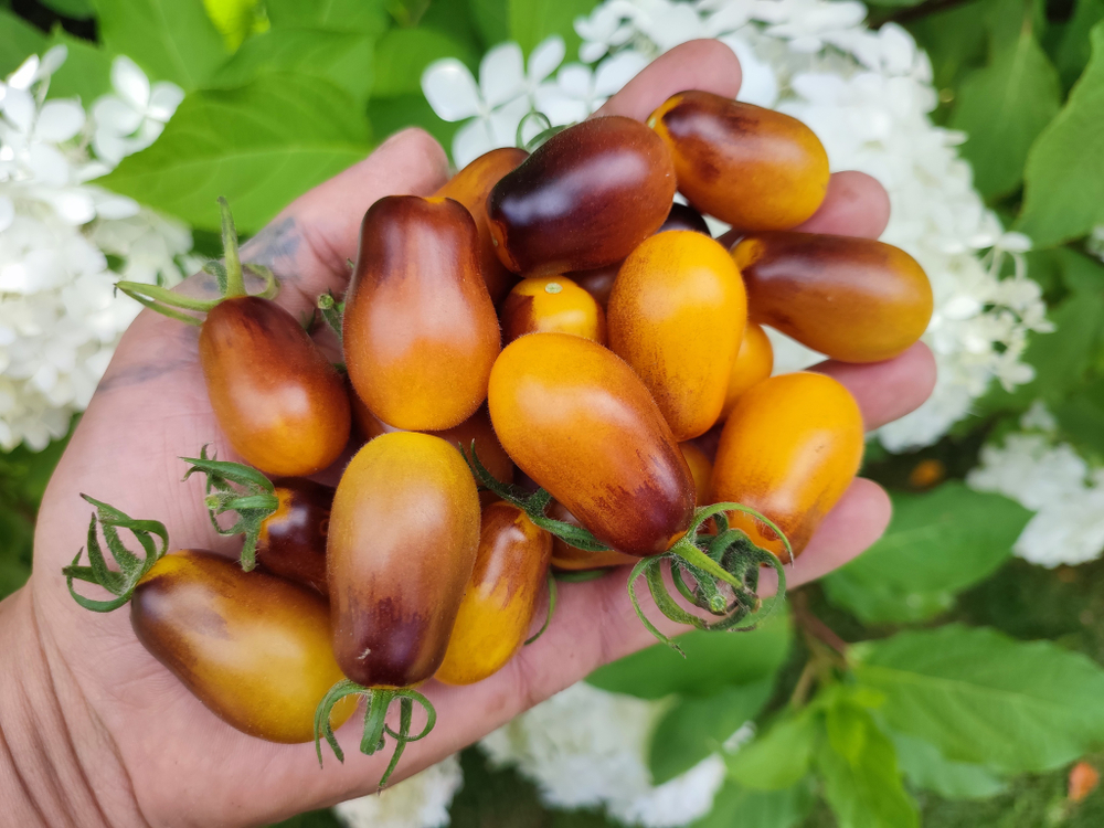 Индиго капли груш (Indigo pear drops) сорт томата