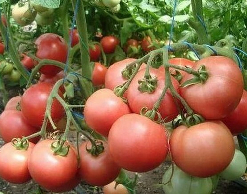 Роза ветров