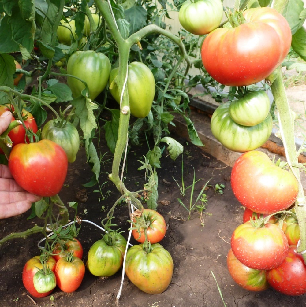 Помидоры Сердце Тибета