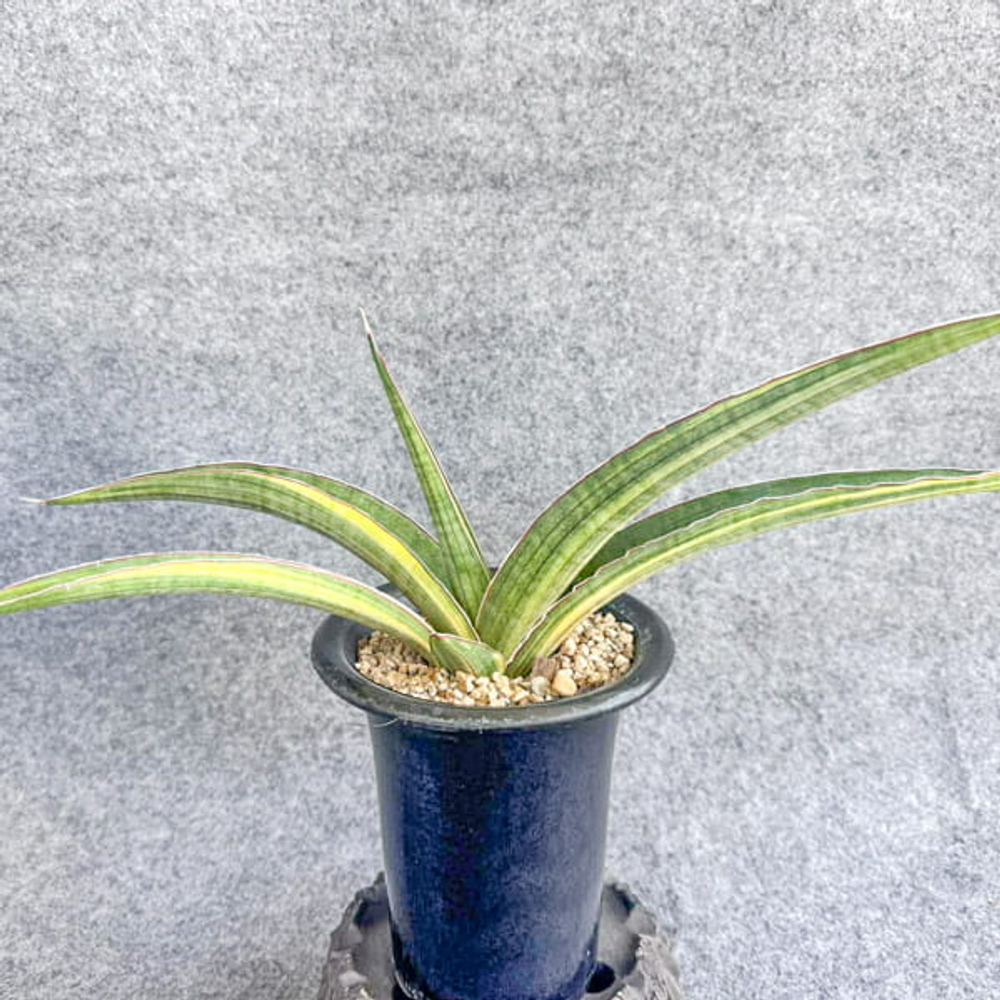 Сансевиерия ANGOLA VAR s.L