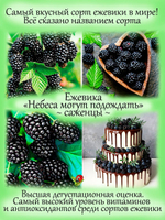 Ежевика Небеса могут подождать самая вкусная