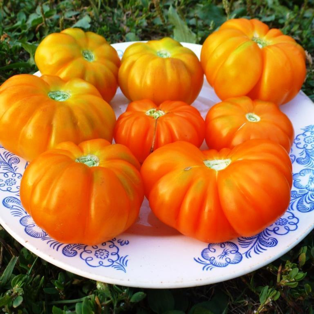 Помидоры Togorific Yellow Tomato — Тогорифик Жёлтый