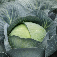 Саксесор F1 семена капусты белокочанной (Syngenta / Сингента)