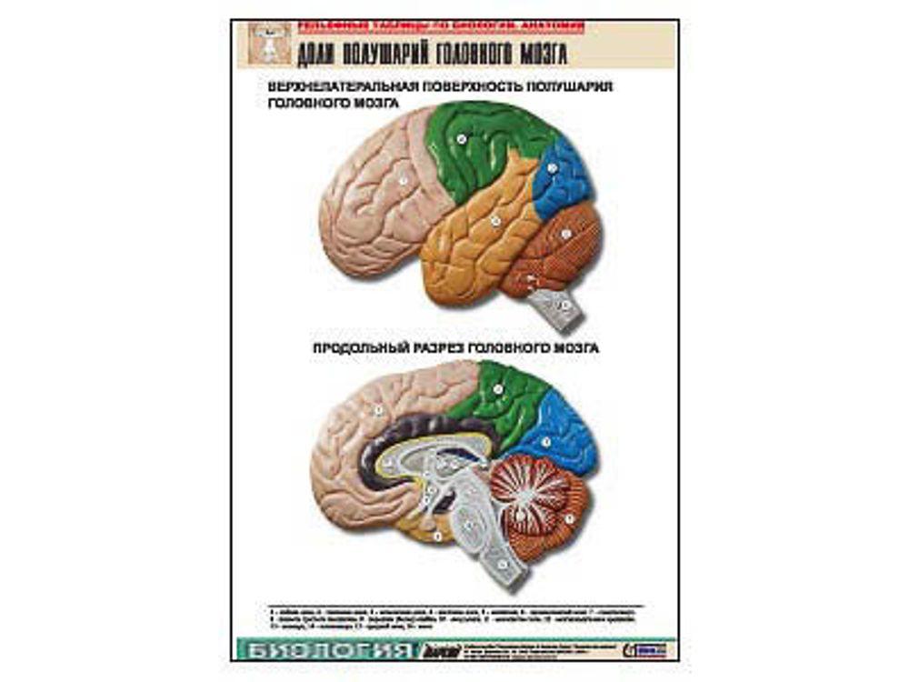Рельефная таблица &amp;#34;Доли полушарий головного мозга&amp;#34; (формат А1, матовое ламинир.)