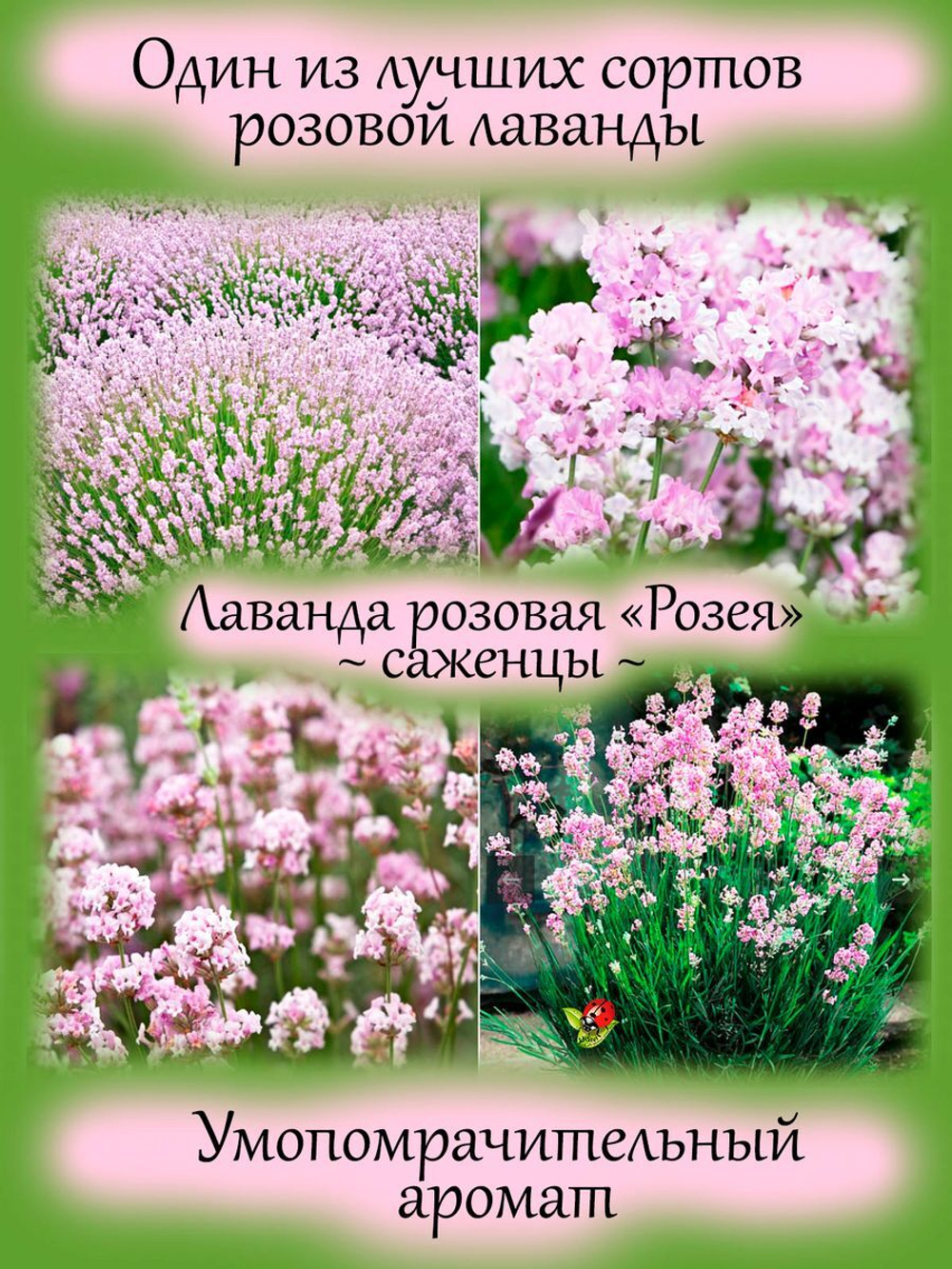 Лаванда Розея розовая узколистная многолетняя