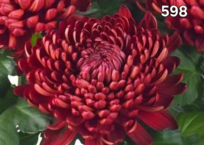 САЖЕНЦЫ ХРИЗАНТЕМЫ ГОРШЕЧНАЯ 598 КОСМО БОРДЕКС