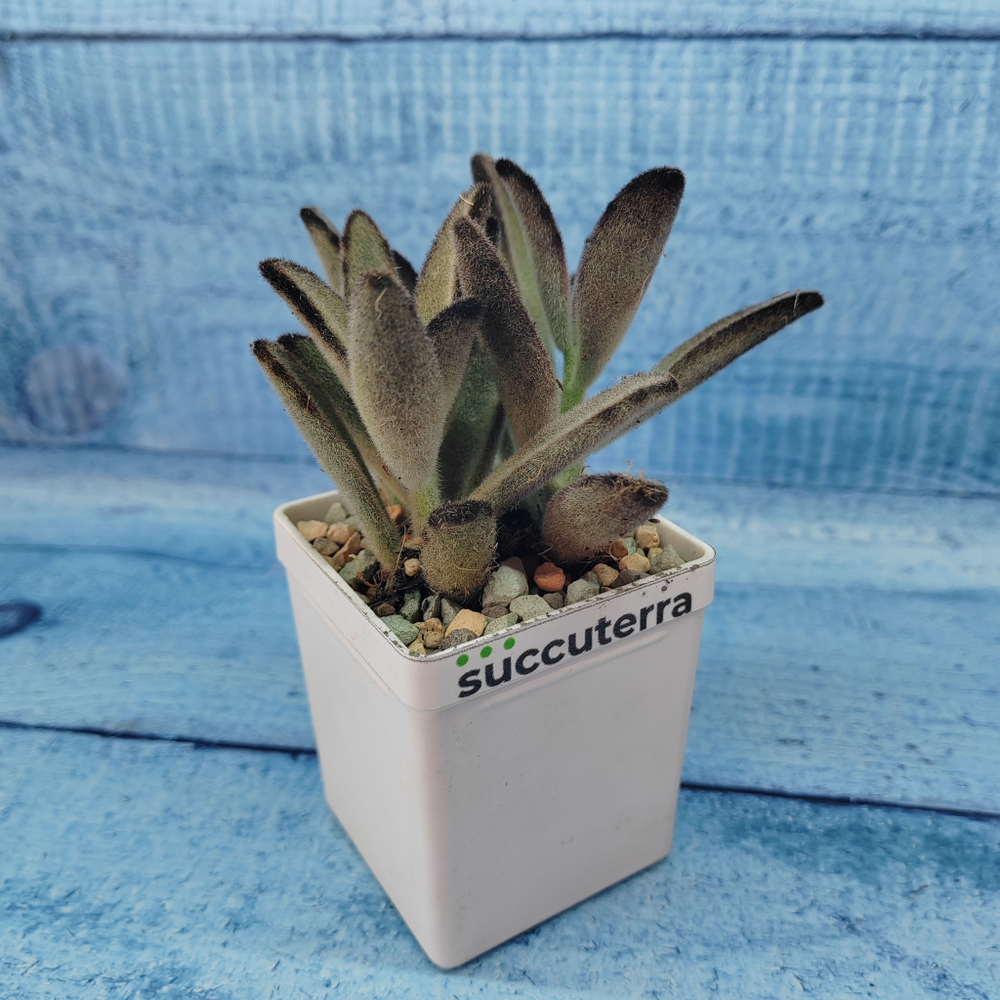 Kalanchoe Tomentosa Hybride (Каланхоэ)