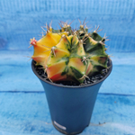 Gymnocalycium Variegata (Гимнокалициум Вариегатный)
