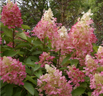 Пинки Винки «Pinky Winky» С3