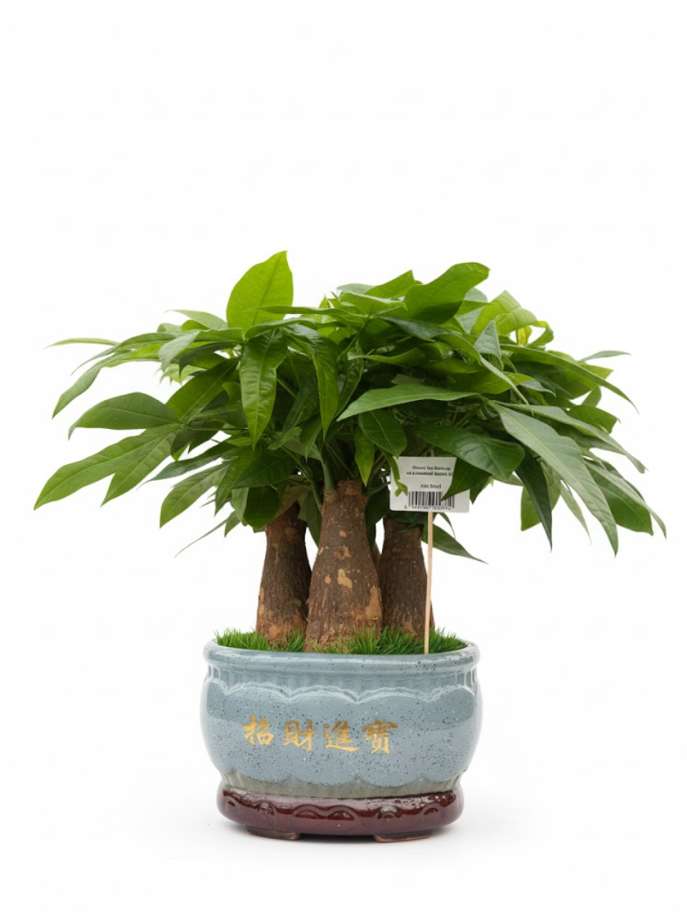 Пахира Five Blessings керамический