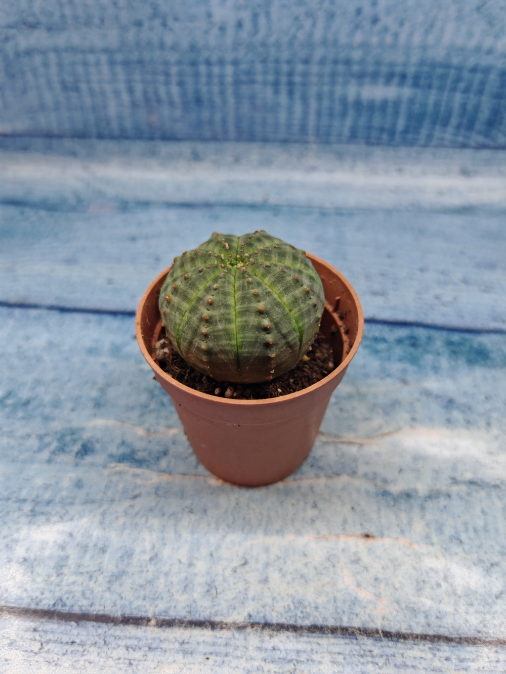 Euphoria Obesa (Эуфорбия)