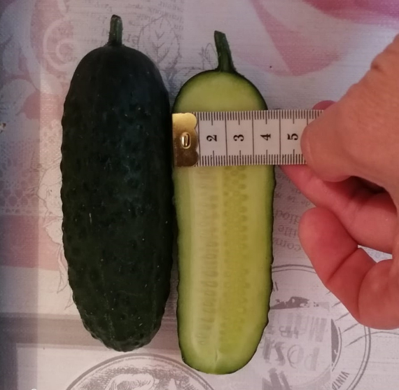 4097 F1 семена огурца партенокарпического (Seminis / Семинис) продукт – фото 8