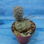 Tephrocactus Geometricus (Тефрокактус)