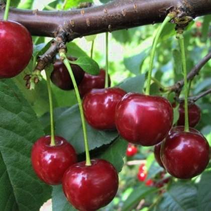 Дюк Краса Севера