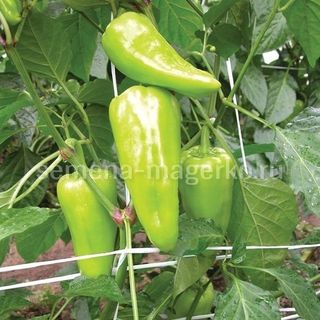 Перец сладкий Пируэт F1 50 (семян)