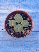 Lithops sp. (Литопсы)