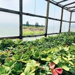 Мизуна красная БИО / 150 гр