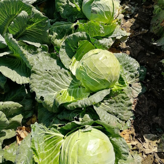 Ринда F1 семена капусты белокочанной (Seminis /ALEXAGRO) культура – фото 6