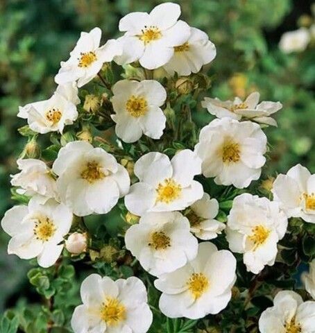 Лапчатка Крем Брюле