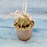 Tephrocactus Articulatus Papyracanthus (Тефрокактус)