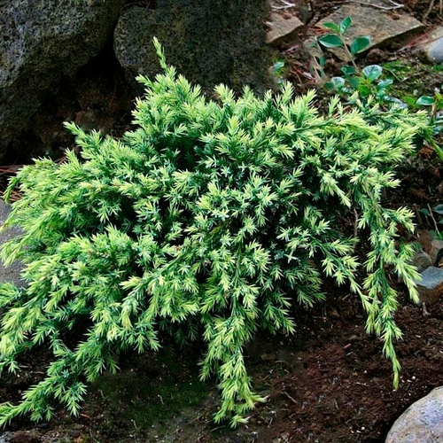 Можжевельник Холгер