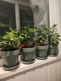 Эко Краска DECOR для мебели, декора и деревянных поверхностей, цвет Сеньорита петрушка