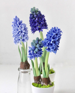 Гиацинт в подарок к празднику