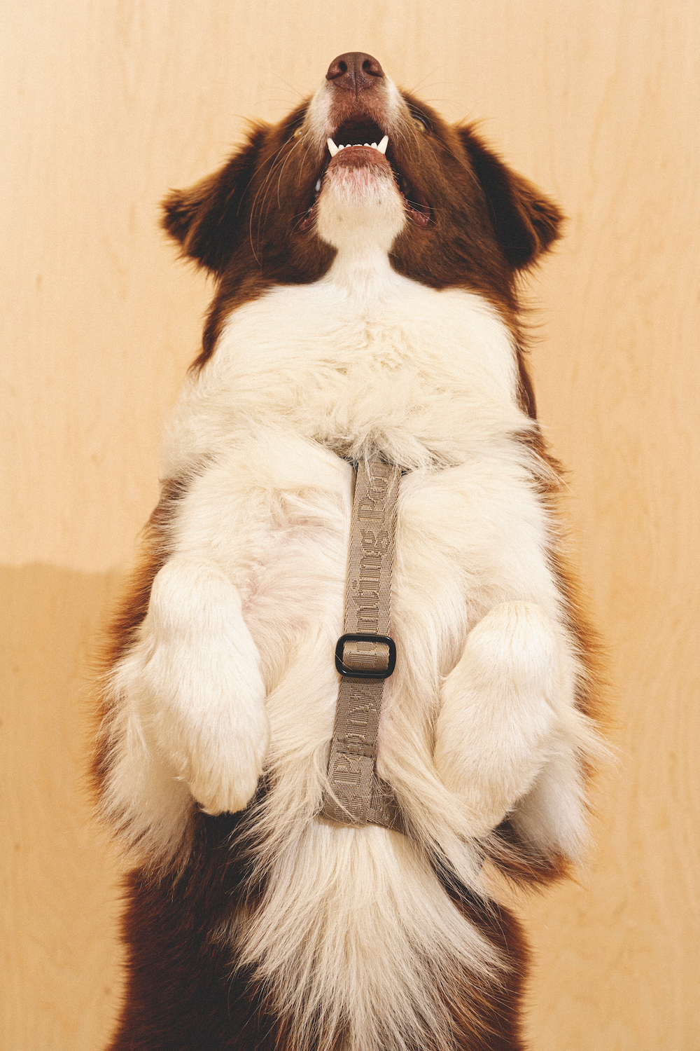 Шлейка "Пони-Компаньони" Серый