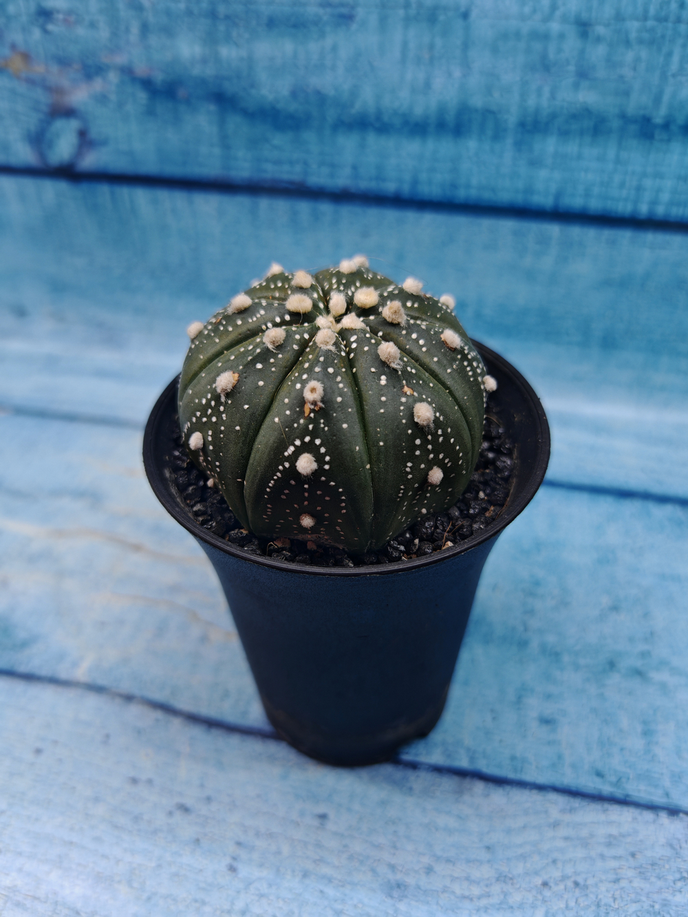 Astrophytum Asterias (Астрофитум)