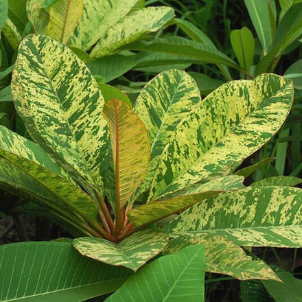 Плюмерия VAR YELLOW/MAYA