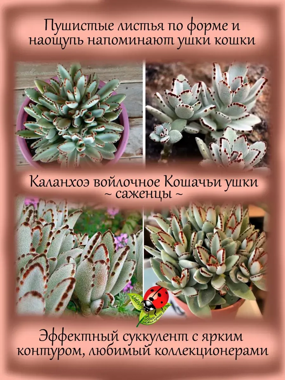 Каланхоэ войлочное Кошачьи ушки суккулент
