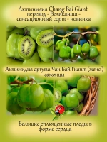 Актинидия Аргута (ж) Чан Бай Гиант Великанша