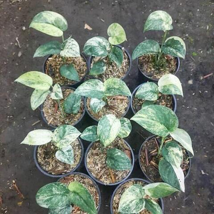 Сциндапсус HALIMUN