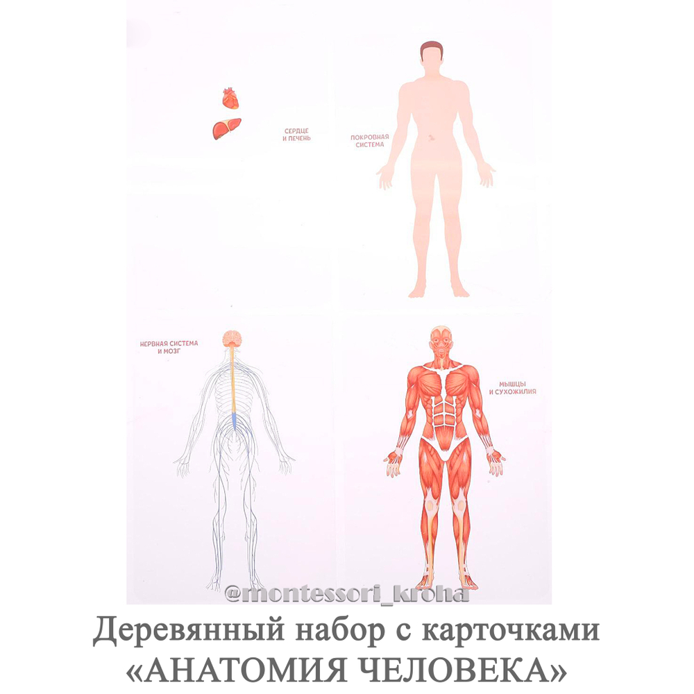 Деревянный набор с карточками «АНАТОМИЯ ЧЕЛОВЕКА»