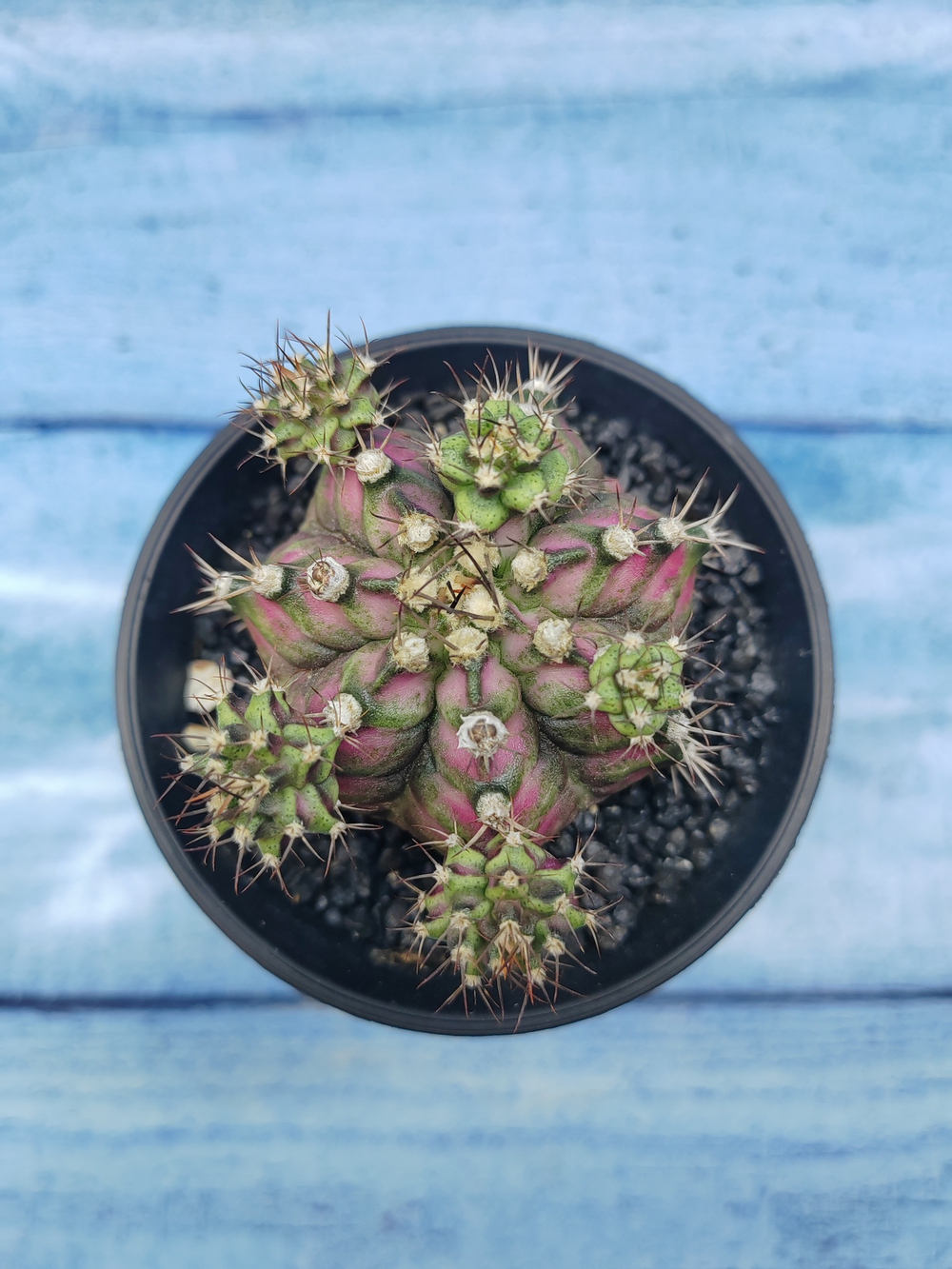 Gymnocalycium T-Rex Pink hybride (Гимнокалициум T-rex)