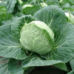 Пушма F1 семена капусты белокочанной (Rijk Zwaan / Райк Цваан)